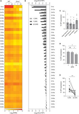 Odorant receptor co-receptors affect expression of tuning receptors in Drosophila